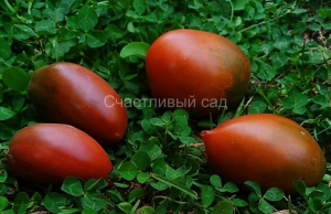 Dwarf Almandine, Шоколадные томаты,