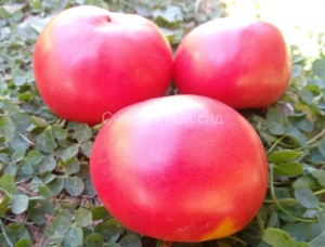 Arbogast, среднерослые,