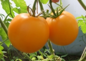 Артур Фаулер (Arthur Fowler), желтые и оранжевые томаты