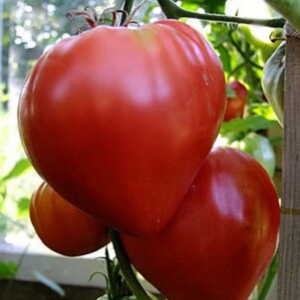 Сердце Бизона (Bison Heart), сердцевидные томаты,