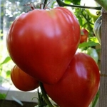 . Сердце Бизона (Bison Heart)