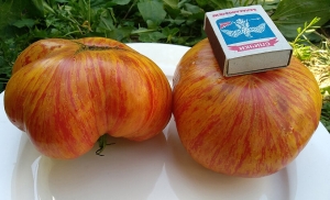 Большая Оранжевая Полоса (Big Orange Stripe), Двухцветные томаты