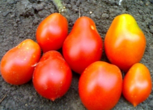 Бразильская сливка, Сливовидно-овальные томаты,