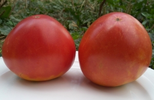 Бычье сердце Минусинское, сердцевидные томаты,