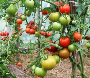 Ведёрница, среднерослые томаты,