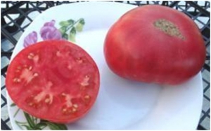 Vinson  Watts, среднерослые,