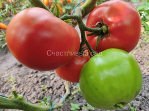 Гармония (Хармония), гиганты красные,