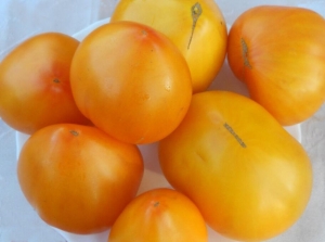 Жёлтый Кардинал, сердцевидные томаты,