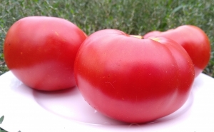 Strawberry Margarita, гиганты красные