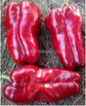 . Перец Испанец
