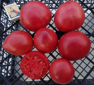 Каменное сердце, Гиганты сердцевидные