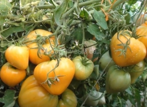 Рик Мандэй (Rick Monday), сердцевидные томаты,