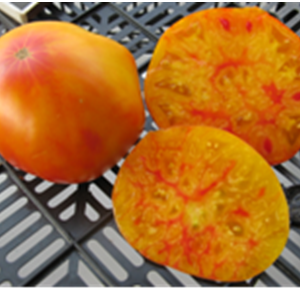 Selwin Yellow, двухцветные томаты,