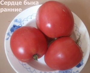 Сердце быка раннее, сердцевидные томаты,