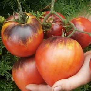Сержант Пеппер бронзовый (Sgt. Pepper Bronze), Синие томаты,