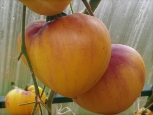 Сержант Пеппер жёлтый (Sgt. Peppers Yellow), Синие томаты,