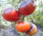 . Синий Том (Blue Toм)