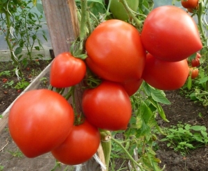 Сосок Венеры (Teton de Venus), сердцевидные томаты,
