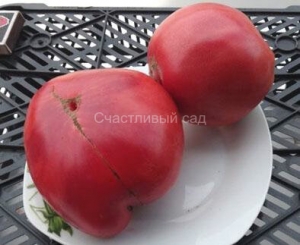 Странник Южной Америки (Sojourner South American), Гиганты розовые,