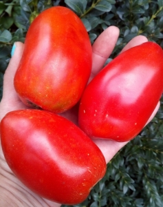 Суперперец, Длинноплодные томаты,