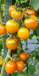 Тёмно-оранжевый мускат (Dark Orange Muscat), Высокорослые «черри» (балконные томаты)