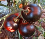 . Чёрная клубника (Black Strawberry)