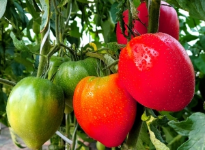 Эрнесто (Ernesto), Сердцевидные томаты