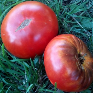 Brandy Fred, Шоколадные томаты,