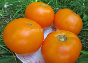 Dwarf Husky Gold Select, желтые и оранжевые томаты,