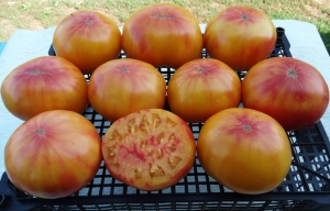 Tuxhorn's Red and Yellow, двуцветные томаты