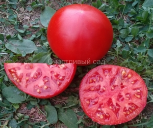 Aker's West Virginia, среднерослые