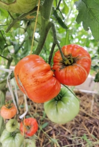 Великая благодать (Amazing Grace), двухцветные томаты,