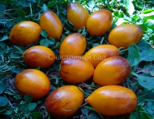 Atomic Sunset, Синие томаты,