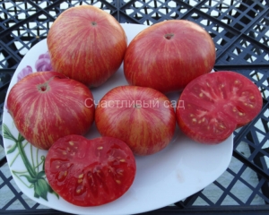 Big Chief Stripes, полосатые томаты,