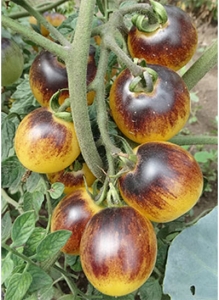 Bleu Feu, Синие томаты,