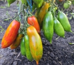 . Боксёрское восстание (Boxer Rebellion)