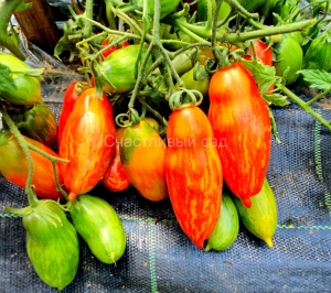 Боксёрское восстание (Boxer Rebellion), полосатые томаты,