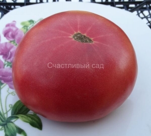 Brandywine From Croatia, гиганты класичекские розовые,