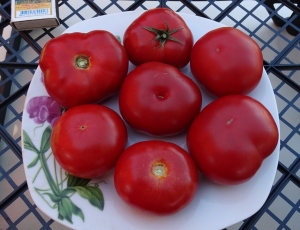 Corrogo, Высокорослые округлые и плоско-округлые