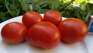 Cuarentena, Высокорослые округлые и плоско-округлые