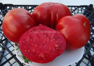 Кунео гигантская груша (Cuneo Giant Pear), Грушевидные томаты