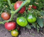 . Старинное сердце Равенны (Cuore Antici di Ravenna)