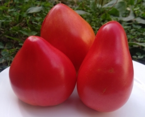 Сердце быка (Cuore de Toro), сердцевидные томаты,