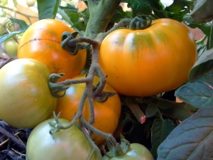 Dulcia (Micro dwarf)