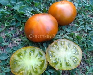 Карлик Эми из Огайо (Dwarf Amy's Ohio)