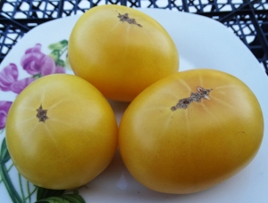 Карлик Фестиваль Баросса (Barossa Fest Dwarf)