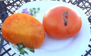 Карлик Сияющая Красавица (Dwarf Blazing Beauty), Карлики (Dwarf),