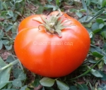 . Карлик Сияющая Красавица (Dwarf Blazing Beauty)