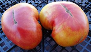 Карлик Кайтидид (Dwarf Caitydid), Карлики (Dwarf),