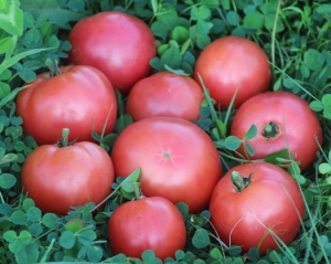 Dwarf Clare Valley Pink